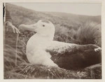 Wandering albatross, Antipodes Islands