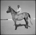 Arab mare at Egyptian Government stables, Heliopolis