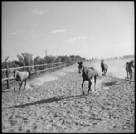 Arab horses exercising at the Egyptian Government stables in Heliopolis