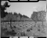 Queen's Park Gardens, Invercargill