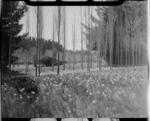 Queen's Park Gardens, Invercargill