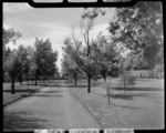 Otepuni Gardens, Invercargill