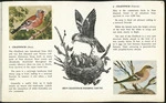 [Coombe, Michael], fl 1960s :1. Chaffinch (male); hen chaffinch feeding young; 2. Chaffinch (female) [1960s]