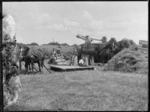 Harvesting grain crop, showing horse drawn skid and grain bags, grain thresher (McCormick-Deering) filling bags, with hay stacks behind, Hawke's Bay District