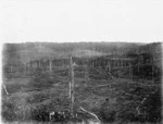 Tree trunks on cleared land at Te Henga