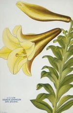 Nairn and Sons, Lincoln Road, Christchurch, N.Z. :Lilium odorum Japonicum. Syn. Browni. 1906.