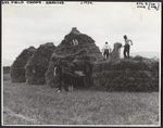 Making grain stacks, Omihi, North Canterbury - Photograph taken by Green and Hahn