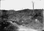 Clearing at Te Henga