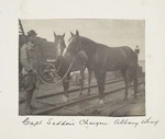 Captain Richard Seddon's horses, Albany Wharf, Western Australia