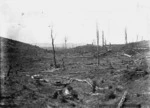 Clearing at Te Henga