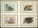 Archibald Dudingston Willis (Firm) :Hymenolaemus malacorhyncus [ie Hymenolaimus malacorhynchos] / Blue duck NZ. Spiloglaux Novae Zealandiae / Morepork. Larus bulleri / Black-billed gull. Glaucopis wilsoni / Bellbird [ie North Island kokako]. [ca 1885]