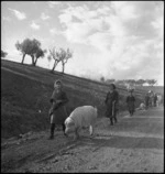 Italian women refugees from the battle area leading their livestock, Italy, World War II - Photograph taken by George Kaye