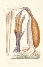 Artist unknown :Apteryx Austral. Apteryx Australis. Shaw. 1. Le bec. 2. Le pied avec ses details. [1839]