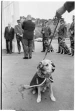 Kim, an honorary police dog at Government House, Wellington - Photograph taken by Ross Giblin