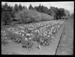 The daffodil flowerbed at Queen's Park, Invercargill