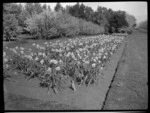 The daffodil flowerbed at Queen's Park, Invercargill