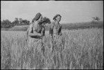M A Kemp and T M Rowat in a wheatfield near Sora, Italy, World War II - Photograph taken by George Kaye