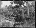 A view of a [Ford Model T?] car driving through the Waipoua Kauri Forest, Northland