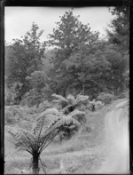 A view of the native ferns, bush and track, at Waipoua Kauri Forest, Northland