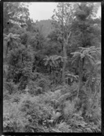 A view of native ferns and bush at Waipoua Kauri Forest, Northland