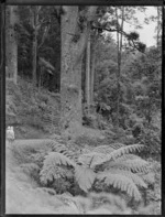 Two unidentified women standing on a track in front of a Kauri tree, at Waipoua Kauri Forest, Northland