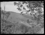 A view of the ranger's settlement through trees, Waipoua Kauri Forest, Northland