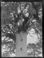 View of the top half of Tane Mahuta, the giant Kauri tree, Waipoua Kauri Forest, Northland