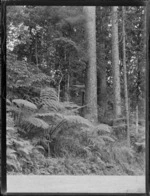 A view of giant Kauri trees, Waipoua Kauri Forest, Northland