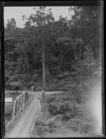 Waipoua Kauri Forest, Northland, showing a bridge and signposts