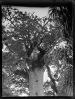 View of the top half of Tane Mahuta, the giant Kauri tree, Waipoua Kauri Forest, Northland