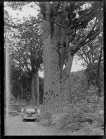 Two unidentified women standing alongside a car in front of a giant Kauri tree, Waipoua Kauri Forest, Northland