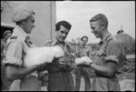 C C Allen and S T Laing, with a Greek soldier, befriend pet rabbits on a farm near Rimini, Italy, World War II - Photograph taken by George Kaye