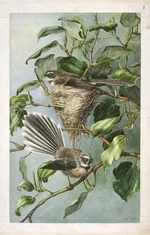 Daff, Lily Attey, 1885-1945 :[Fantails on kawakawa. ca 1933]