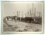 Bullock team at Otaki