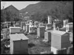 Apiary at Mangapehi, 1920.