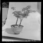 Miniature bonsai tree, Wellington Region