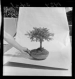 Miniature bonsai tree, Wellington Region