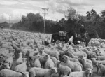 Farmer droving sheep, Bay of Plenty