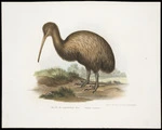 [Pfitzinger, Leopold Joseph], 1802-1884 :Fig. 255. Der langschnablige Kiwi (Apteryx australis). Lit. u. i. Farb. gedr.i.d.k.k. [Vienna?] Hof.-u. Staatsdruckerei [1840-1850s?]