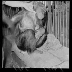 Chimpanzee with baby chimpanzee Patrick, [at the Zoo?] probably Wellington Region