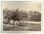 View of Waikanae river