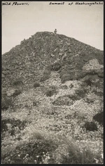 Native wild flowers, Mount Hauhungatahi, Tongariro National Park, New Zealand