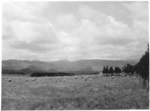 Pastoral view of Hautu Prison farm