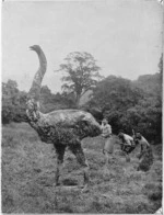 Kehoe, E L : Mock moa hunt - Photograph taken by Guy