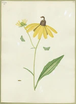 Abbot, John, 1751-1840 :Marygold green looper. [ca 1818]