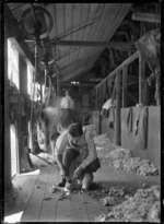 Men shearing in the woolshed on the Mendip Hills sheep farm.