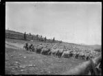 Yarding sheep at the Mendip Hills sheep run.