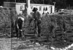 New Zealand. Prisoner of War Camp, Featherston