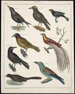 Oken, Lorenz, 1779-1851 :Kraehen. Vogel VIII, Taf. 80. Oken's Allgemeine Naturgeschichte VII, Zoogolie [sic]. Th. Soltukow, lith [1839-1841?]