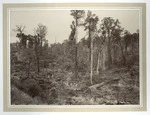 Land cleared by burning, at Manakau